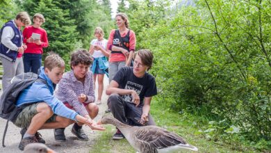 Kinder und eine Mutter beim Wandern. Drei Buben im Vordergrund füttern eine Gans.