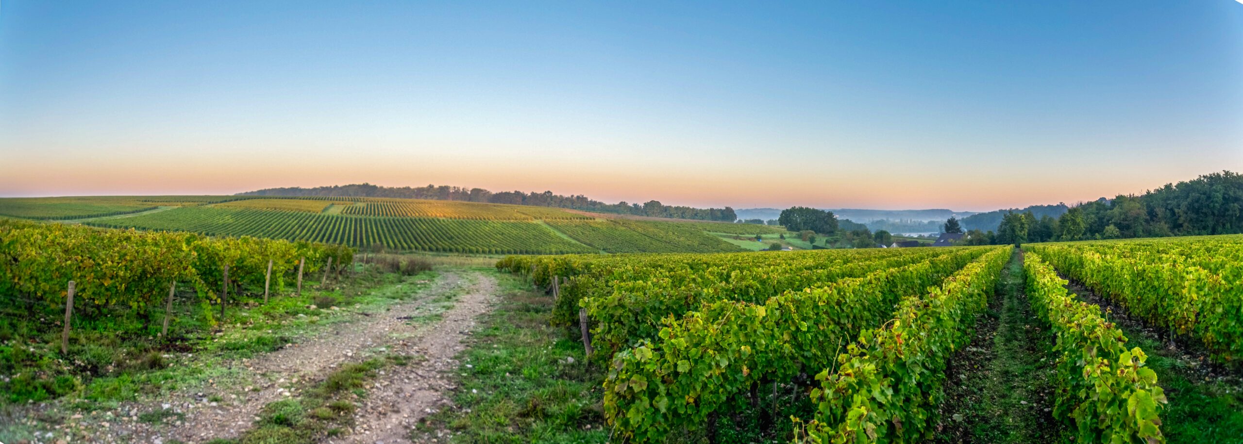 Eine Landschaft bei Sonnenuntergang zeigt Weinreben.