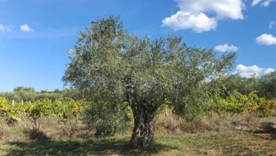 Olivenbaum ©Avistria