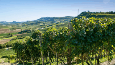 Ein Weingut am Hang. Im Hintergrund sind berge zu sehen.