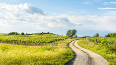 Straße im Burgenland © xeipe iStock Getty Images Plus