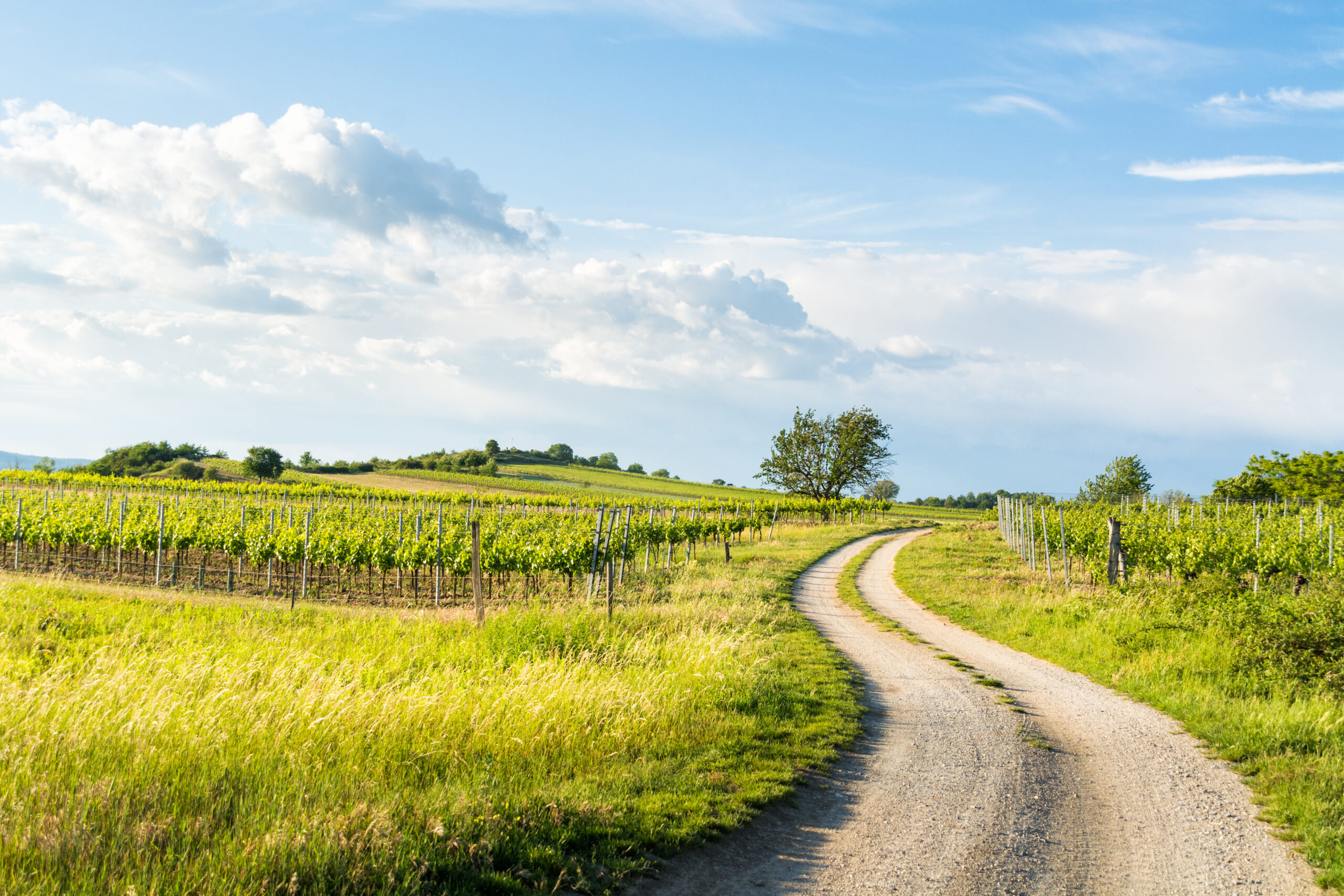 Straße im Burgenland © xeipe iStock Getty Images Plus