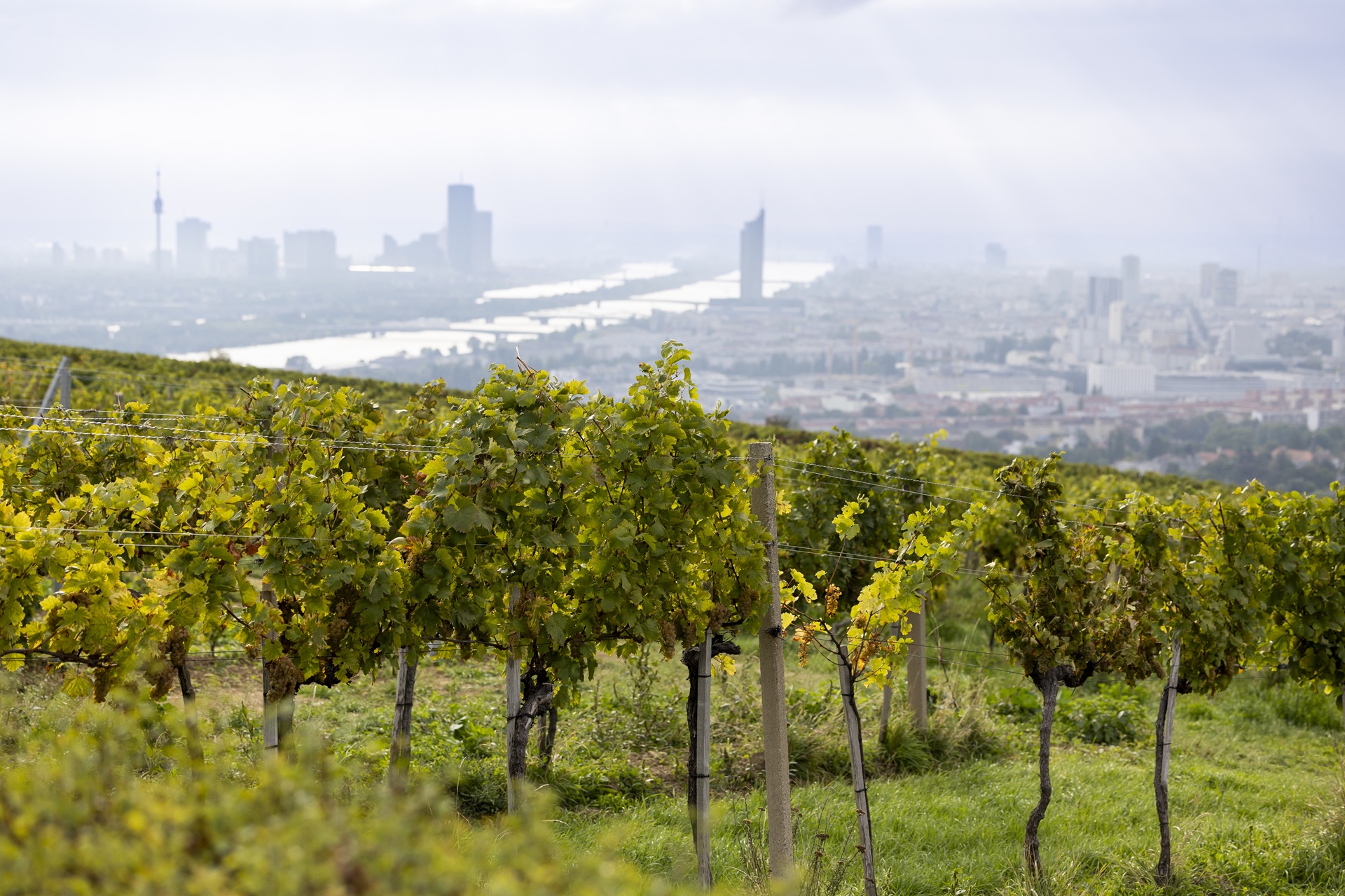 Die Ried Langteufel am Wiener Nussberg © Weingut Mayer am Pfarrplatz / Martin Steiger