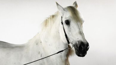 Der Amtsschimmel soll endlich an die kurze Leine kommen. (C) iStock / Getty Images Plus / Oksana Dolgikh