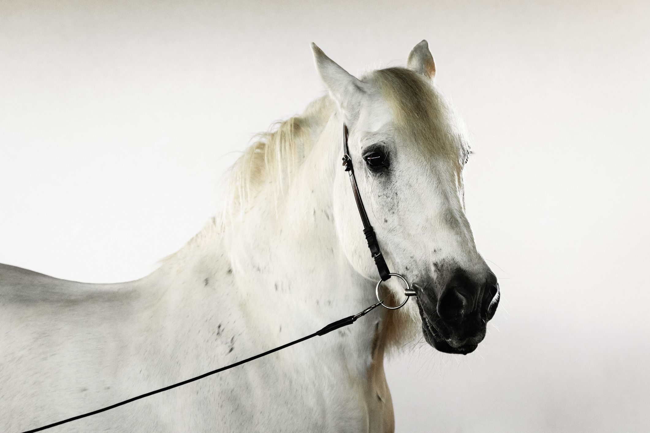 Der Amtsschimmel soll endlich an die kurze Leine kommen. (C) iStock / Getty Images Plus / Oksana Dolgikh