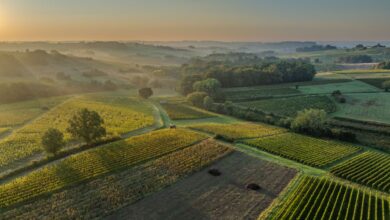 Auch Produzenten aus Bordeaux sind bei Tastin’France 2026 vertreten. (c) iStock / Getty Images Plus /