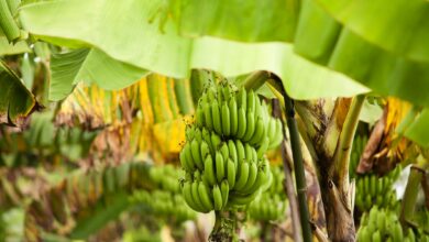 Noch ohne verpflichtender Kennzeichnungspflicht: Bananen in freier Wildbahn. (C) iStock / Getty Images Plus / pressdigital
