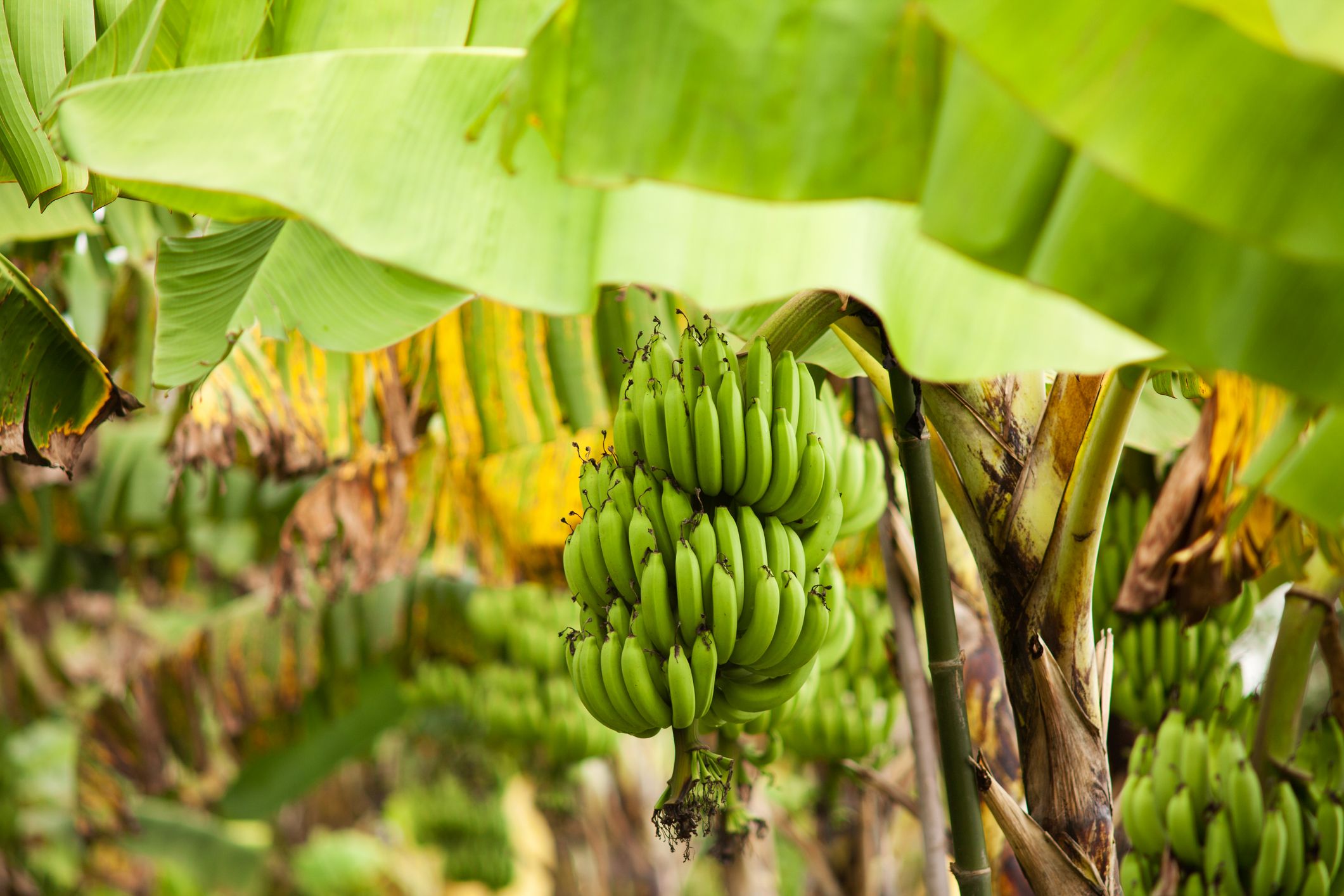 Noch ohne verpflichtender Kennzeichnungspflicht: Bananen in freier Wildbahn. (C) iStock / Getty Images Plus / pressdigital