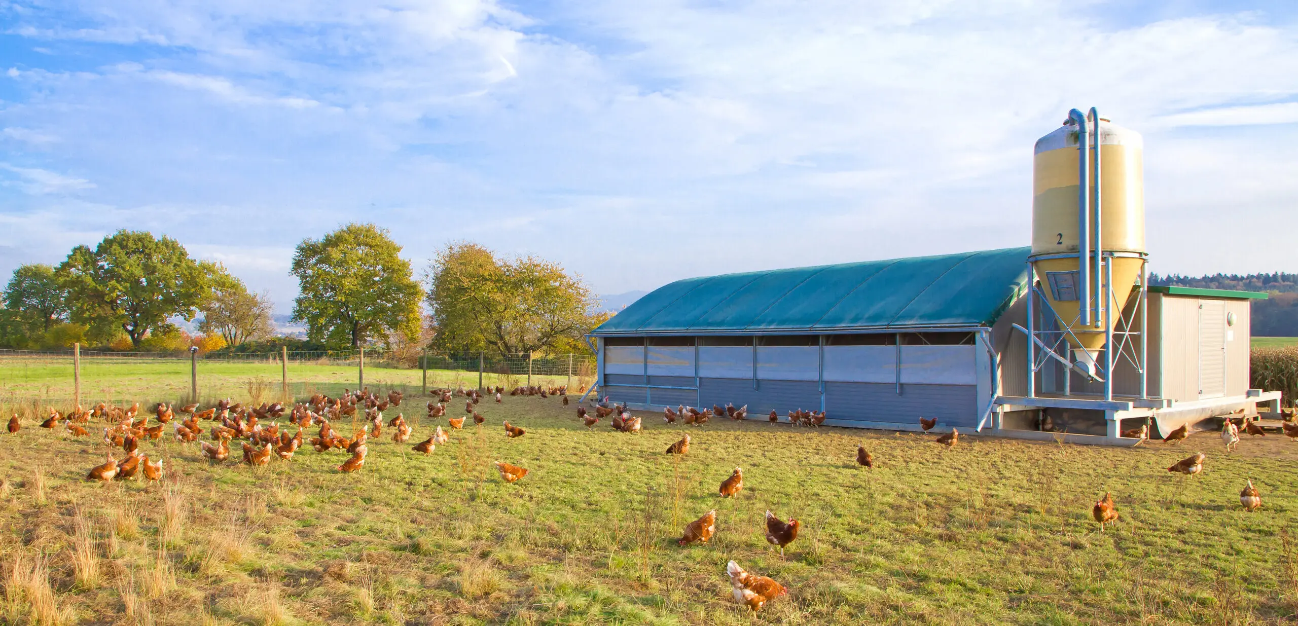 Deutschland: Tierhaltungskennzeichnung in der Gastro kommt