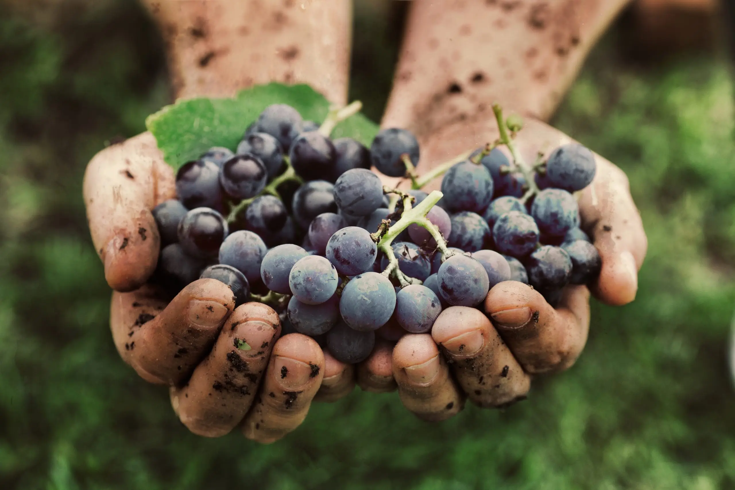 Bio-Weltmeister im Weinbau
