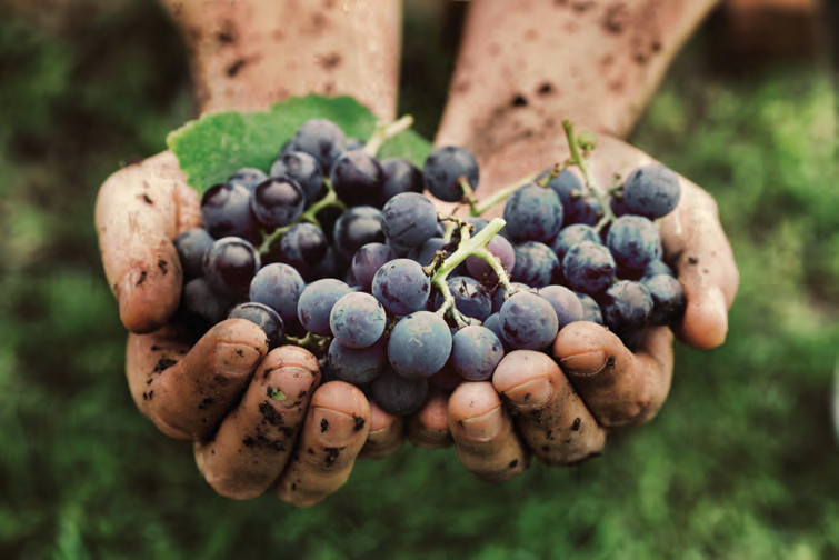 Bio-Weltmeister im Weinbau